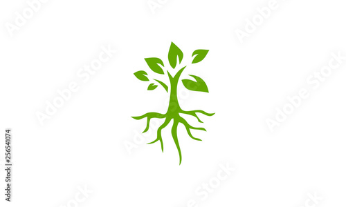 seed of plant vector