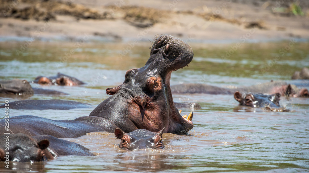 Hippo in water with wide open mouth. East Africa. Tanzania. Serengeti National Park Hippo in water with wide open mouth. East Africa. Tanzania. Serengeti National Park