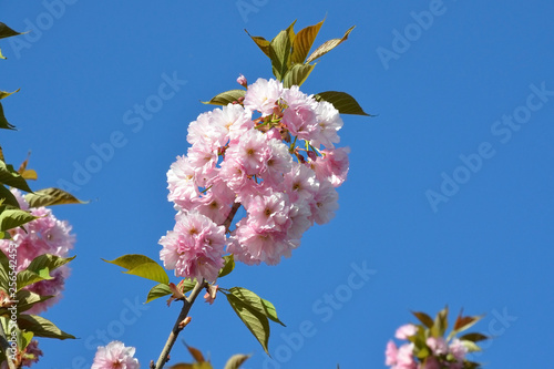 Branch of pink cherry blossoms against the blue sky. Sakura