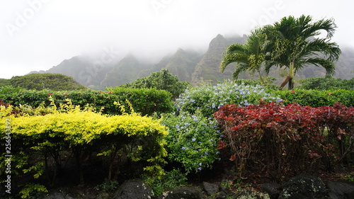 A tropical rainforest background.