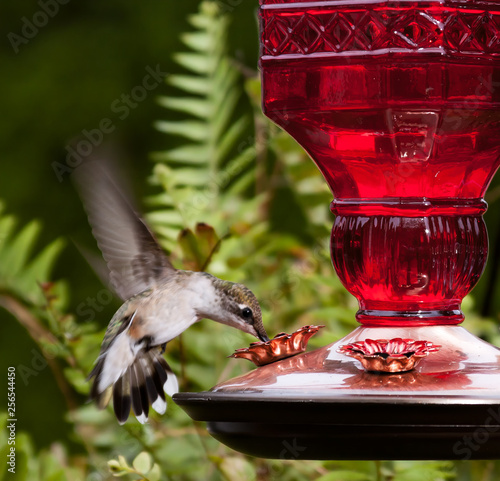 Humming bird, midflight feeding, from red and copper feeder