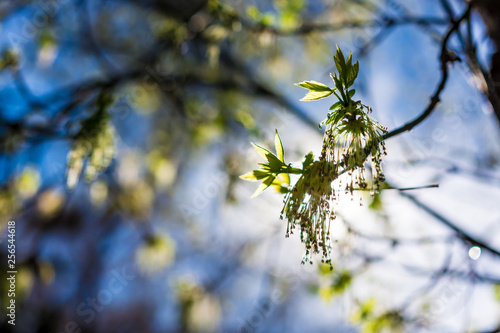 spring on the trees