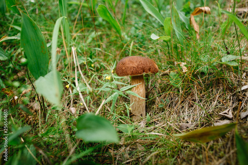 Picking mushrooms and cranberries in forest in the summer or early autumn. Summer days. Mushrooms and berries are growing in warm green, thick, wet moss layer.