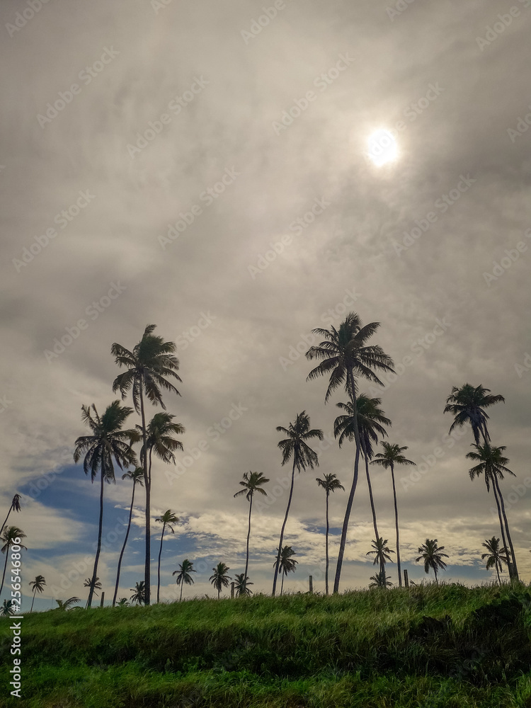 Naklejka premium Coconut Palm trees on white sandy beach in Porto de Galinhas, Pernambuco, Brazil.