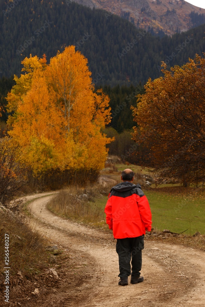 man walking on misty autumn forest road .turkey man walking on misty autumn forest road .turkey