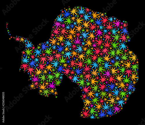 Bright vector marijuana Antarctica continent map mosaic on a black background. Template with multi-colored herbal leaves for weed legalize campaign.