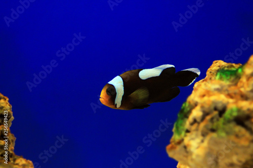 Saddleback Clownfish - (Amphiprion polymnus)