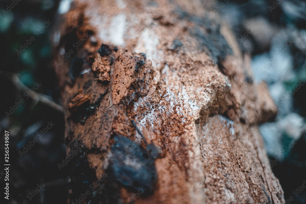 Holz, Textur, Hintergrund, Winter, Löcher, Parasiten, Weiß, Braun, Schlamm Holz, Textur, Hintergrund, Winter, Löcher, Parasiten, Weiß, Braun, Schlamm