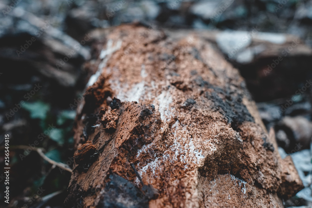 Fototapeta premium Holz, Textur, Hintergrund, Winter, Löcher, Parasiten, Weiß, Braun, Feucht 