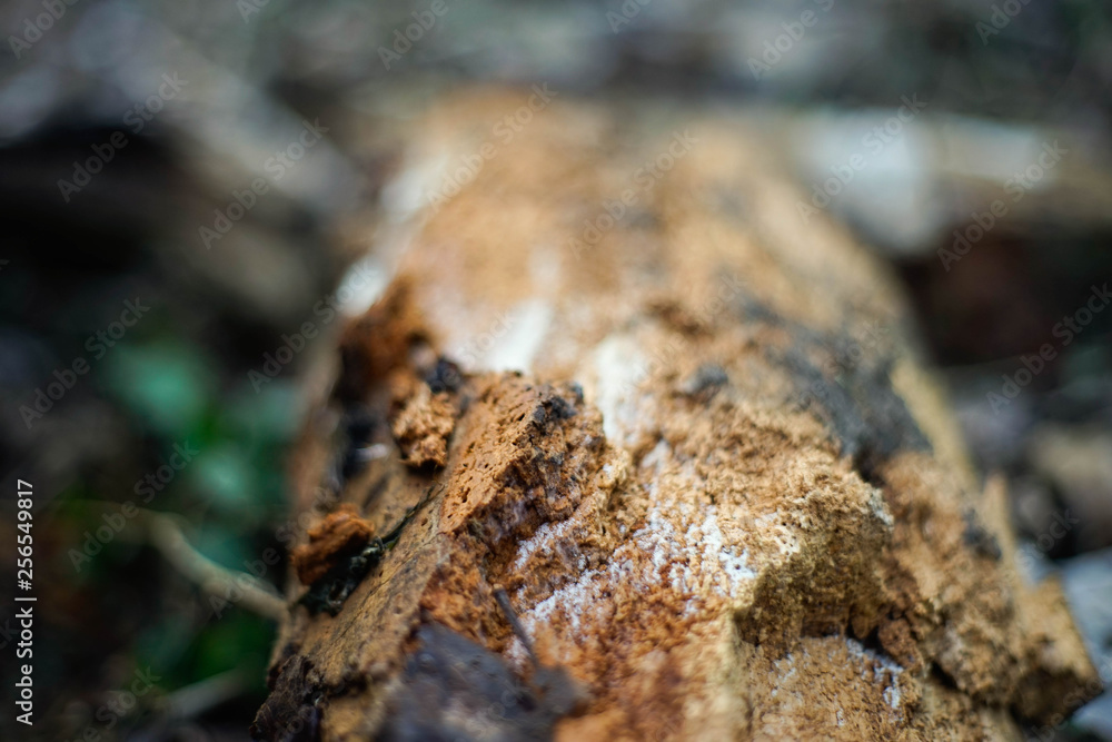 Holz, Textur, Hintergrund, Winter, Löcher, Parasiten, Weiß, Braun, Rau Holz, Textur, Hintergrund, Winter, Löcher, Parasiten, Weiß, Braun, Rau