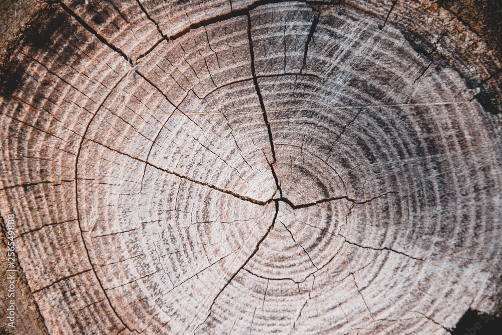 Fototapeta premium Baum, Textur, Hintergrund, Braun, Alter, ringe, Natur, Winter