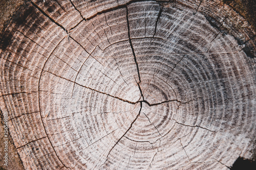 Baum, Textur, Hintergrund, Braun, Alter, ringe, Natur, Winter