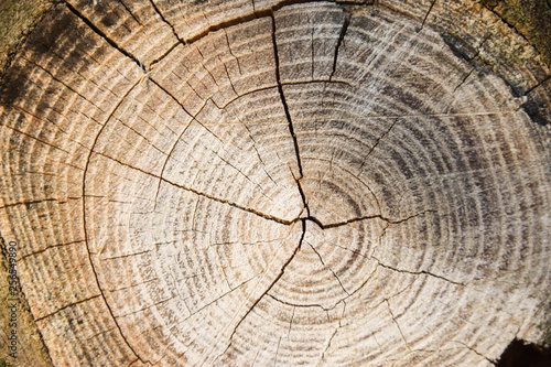 Baum, Textur, Hintergrund, Braun, Alter, ringe, Natur, Risse