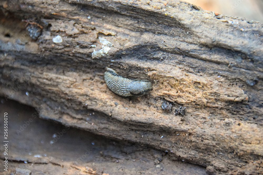 Nacktschnecke, Schnecke, Braun, Schwarz, Schleimig, Glitschig, Hintergrund, Holz, Schleim Nacktschnecke, Schnecke, Braun, Schwarz, Schleimig, Glitschig, Hintergrund, Holz, Schleim