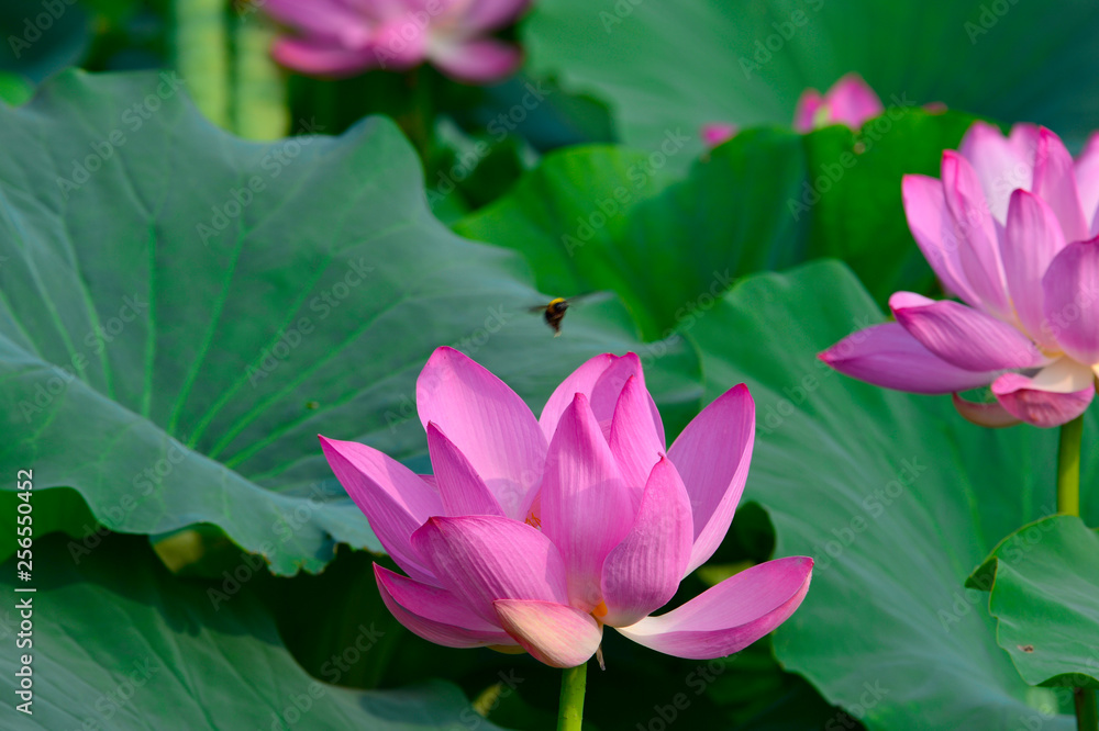 Blooming lotus flowers in the park Blooming lotus flowers in the park