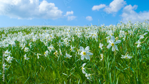 CLOSE UP: Idyllic view of an empty grassfield full of blooming white daffodils.