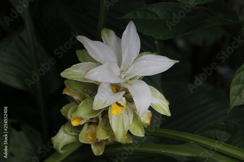 #flowers