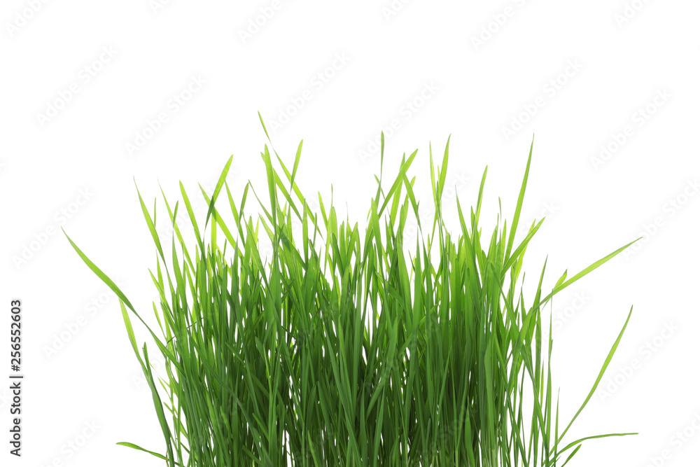 Naklejka premium Green organic wheat grass on white background