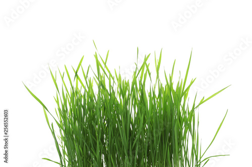 Green organic wheat grass on white background