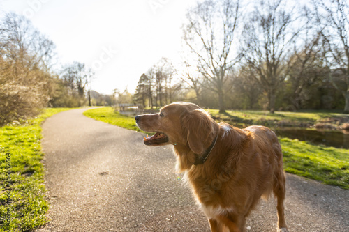 Beautiful and cute golden retriever / hovawart dog in sunset nature