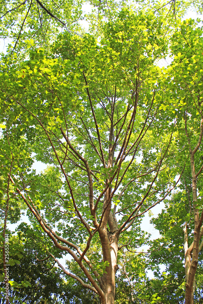 Obraz premium 日差し 新緑