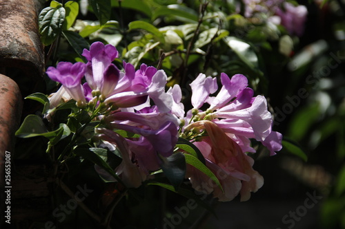 #flowers