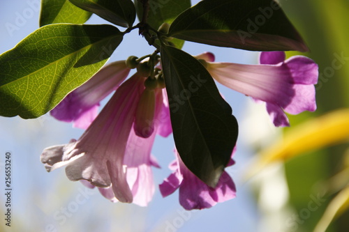 #flowers