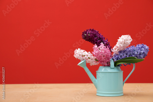 Fototapeta Naklejka Na Ścianę i Meble -  Beautiful hyacinths in watering can on table against color background, space for text. Spring flowers