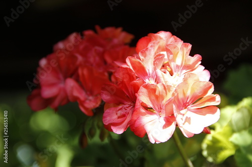 #flowers