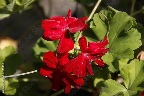 #flowers