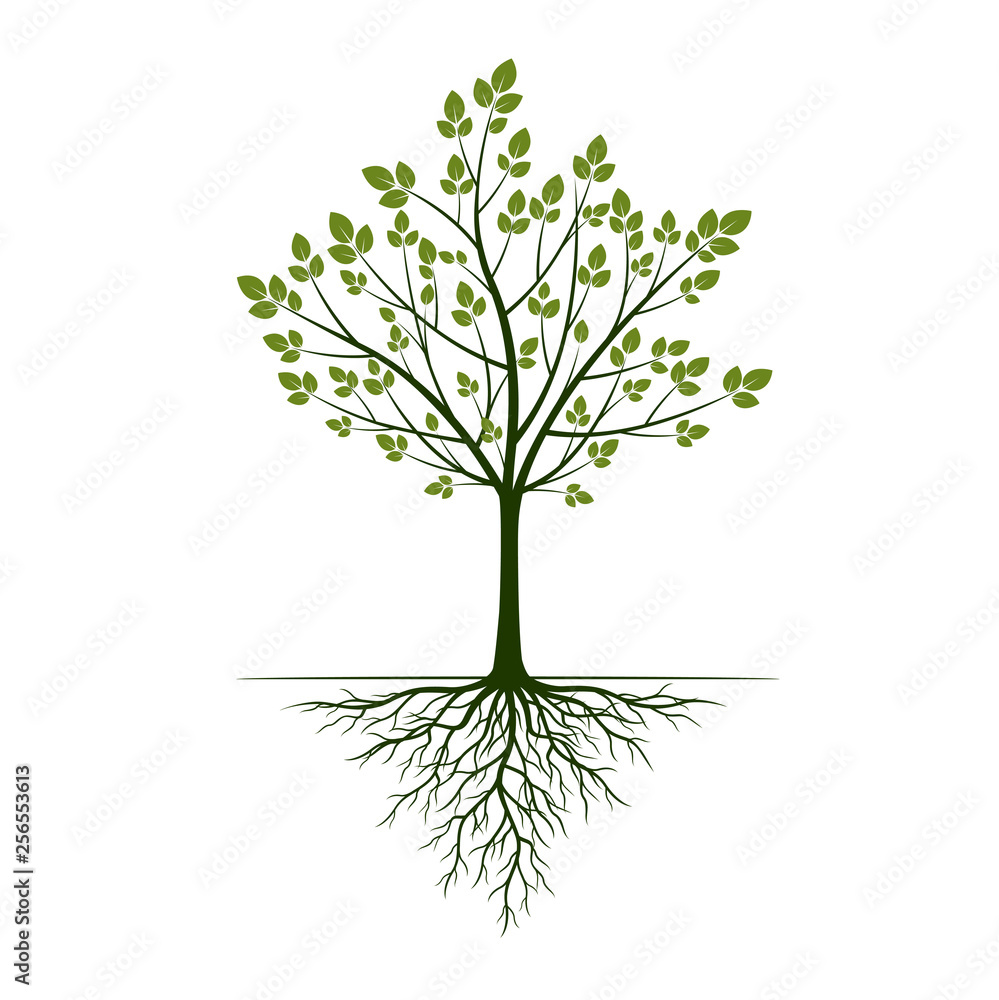 Green Tree with roots on white background. Vector Illustration. Green Tree with roots on white background. Vector Illustration.