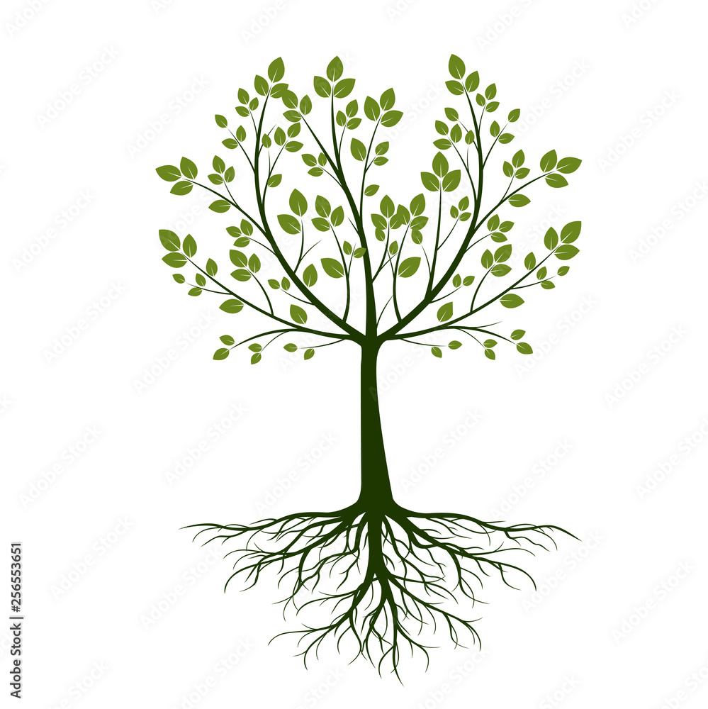 Green Tree with leaves on white background. Vector Illustration. Green Tree with leaves on white background. Vector Illustration.
