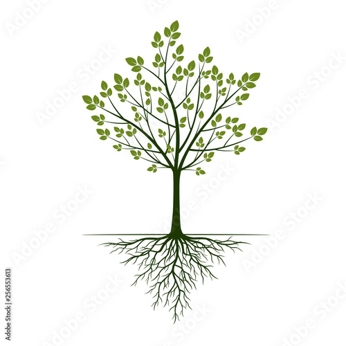 Green Tree with roots on white background. Vector Illustration.