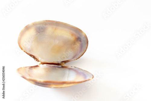 アサリの貝殻