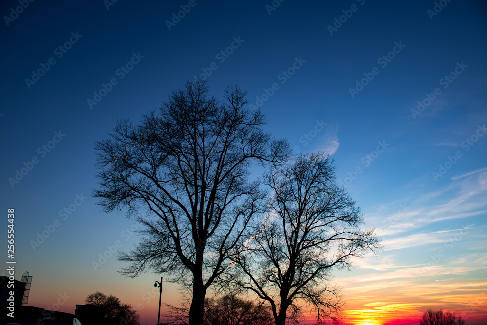 Tree On Sunset