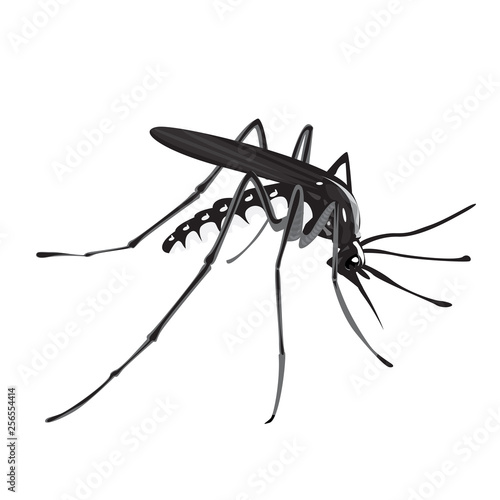 illustration of Aedes aegypti mosquito,
