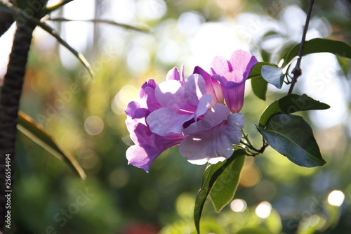 #flowers