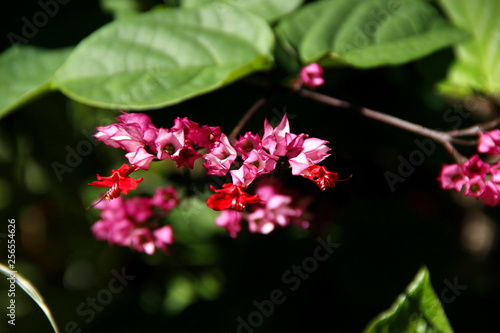 #flowers