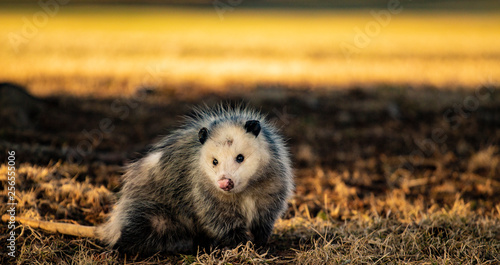 Evening Opossum photo