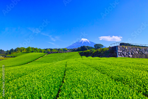 静岡県富士市からの茶畑と富士山