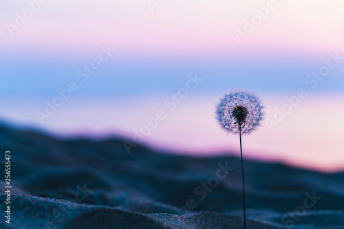 砂浜のタンポポ