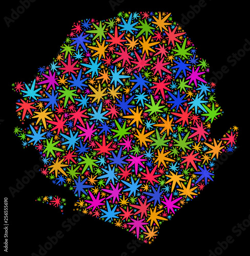 Bright vector marijuana Sierra Leone map mosaic on a black background. Concept with colorful weed leaves for weed legalize campaign. Vector Sierra Leone map is constructed with marijuana leaves.