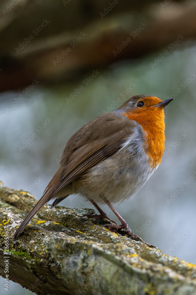 Fototapeta premium European robin (Erithacus rubecula)