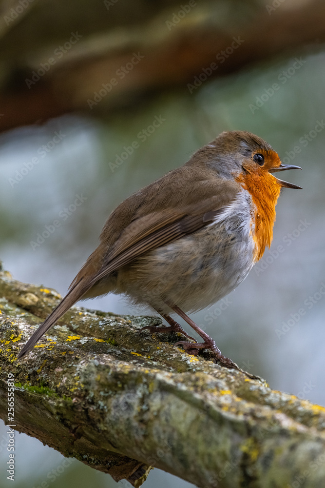 Fototapeta premium European robin (Erithacus rubecula)
