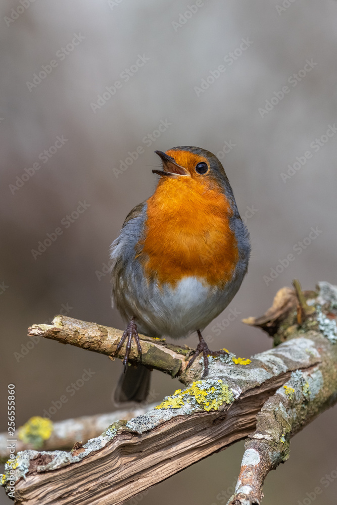 Fototapeta premium European robin (Erithacus rubecula)