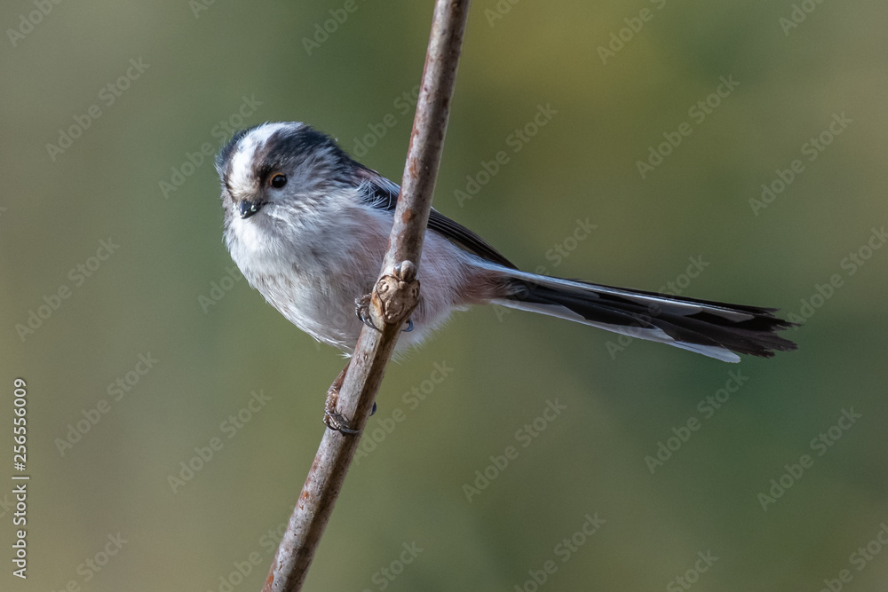 Naklejka premium Long-tailed tit (Aegithalos caudatus)