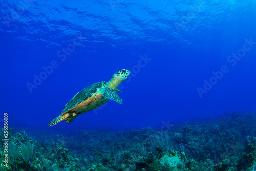 A hawksbill turtle casually hanging out on a tropical reef in the Caribbean Sea. This cool little creature is part of a complex ecosystem that thrives on this pristine reef in the perfectly warm water © drew