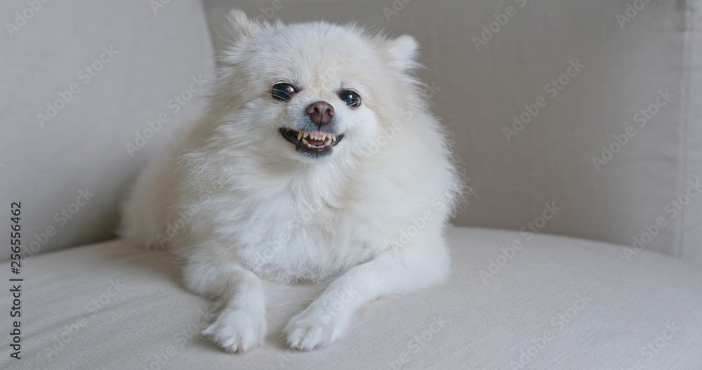 Pomeranian dog get angry on sofa