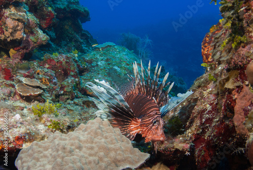 Invasive red lionfish on the reef s of Grand Cayman in the Caribbean. These predators are destroying the ecosystem by over populating the reef and eating indigenous fish stocks