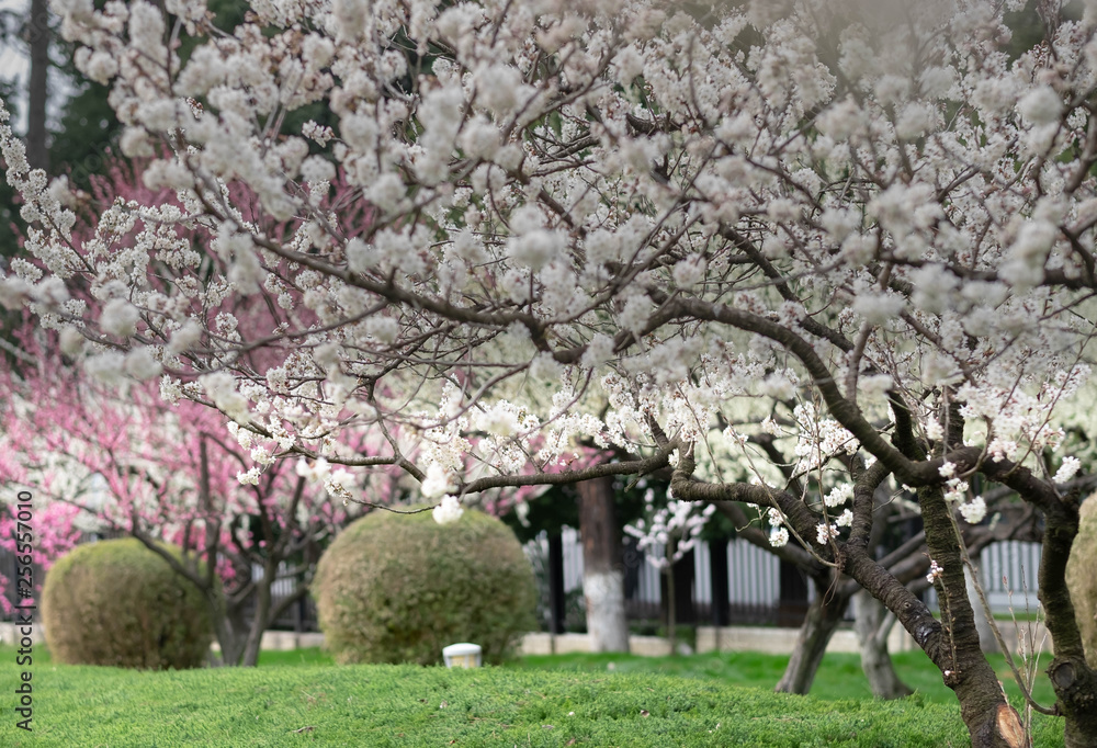 The Cherry Blossom tree at the Wuhan city, Hubei China. The Cherry Blossom tree at the Wuhan city, Hubei China.